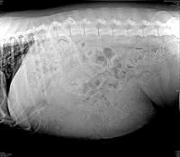 Dawn Dapper preg xray 1