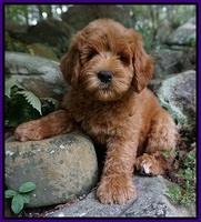 Individual puppy photo gallery