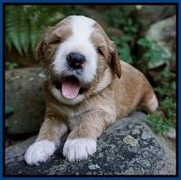 Dawn Dapper Dan pups 3 wks old 21