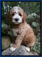 Dawn Dapper Dan pups 8 wks old 11225