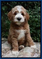 Dawn Dapper Dan pups 8 wks old 31225