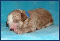 Dawn Dapper pups 1 wk old 11