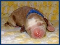 Dawn Dapper pups newborn 21