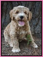 Dawn Dapper Dan pups 7 wks old 61