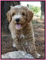 Dawn Dapper Dan pups 7 wks old 71