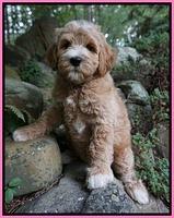 Dawn Dapper Dan pups 8 wks old 3122