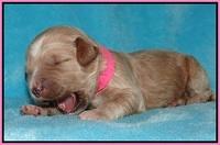 Dawn Dapper pups 1 wk old 31