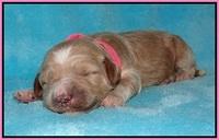 Dawn Dapper pups 1 wk old 41
