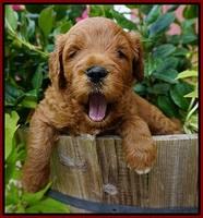 Dawn Dapper Dan pups 4 wks old 61