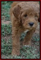 Dawn Dapper Dan pups 6 wks old 91