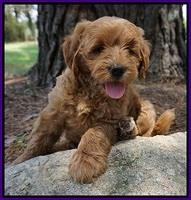 Dawn Dapper Dan pups 7 wks old 141