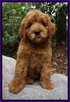 Dawn Dapper Dan pups 8 wks old 92000
