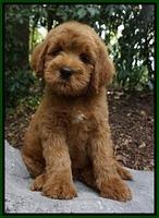 Oberste family: GRAY