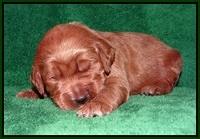 Dawn Dapper Dan pups 2 wks old 131