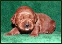 Dawn Dapper Dan pups 2 wks old 141