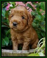 Dawn Dapper Dan pups 4 wks old 131