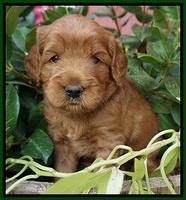 Dawn Dapper Dan pups 4 wks old 141