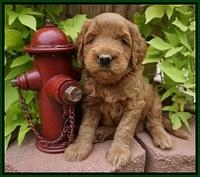 Dawn Dapper Dan pups 5 wks old 131