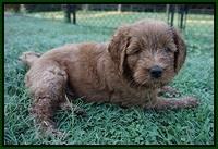 Dawn Dapper Dan pups 6 wks old 221