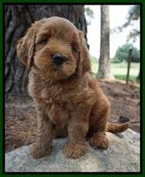 Dawn Dapper Dan pups 7 wks old 181