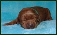 Dawn Dapper pups 1 wk old 91