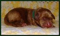 Dawn Dapper pups newborn 101