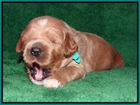 Dawn Dapper Dan pups 2 wks old 151