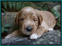 Dawn Dapper Dan pups 3 wks old 131