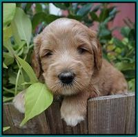 Dawn Dapper Dan pups 4 wks old 151