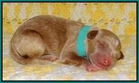 Dawn Dapper pups newborn 131