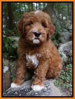 Hegamyer family: "Dayo"