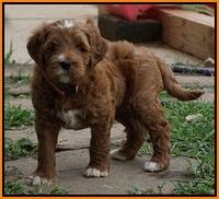 Dawn Dapper Dan pups 6 wks old 261