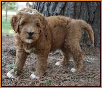 Dawn Dapper Dan pups 7 wks old 291