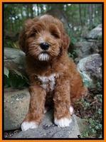 Dawn Dapper Dan pups 8 wks old 31