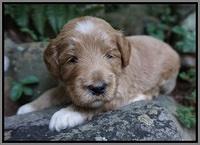 Dawn Dapper Dan pups 3 wks old 181