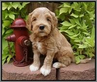 Dawn Dapper Dan pups 5 wks old 221