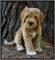 Dawn Dapper Dan pups 7 wks old 391