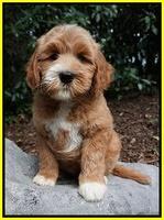 Dawn Dapper Dan pups 8 wks old 111