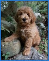 Dino Family: Marley