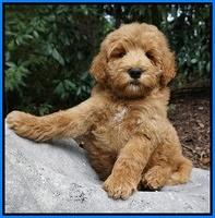 Dawn Dapper Dan pups 8 wks old 61