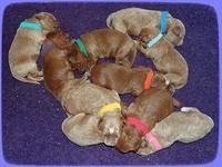 Dawn Dapper pups 1 wk old 221