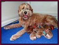 Dawn Dapper pups newborn 251