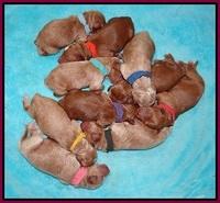 Dawn Dapper pups newborn 271