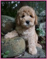 Individual puppy photo gallery