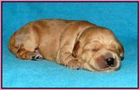Mazie Blaze pups 1 wk old 11
