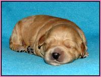 Mazie Blaze pups 1 wk old 31