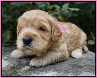 Mazie Blaze pups 3 wks old 11