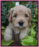 Mazie Blaze pups 5 wks old 11