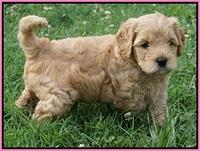 Mazie Blaze pups 5 wks old 1100