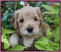 Mazie Blaze pups 5 wks old 21
